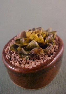 Tucker's Tiny Treasures Fancy Cactus Planter 1:12 scale